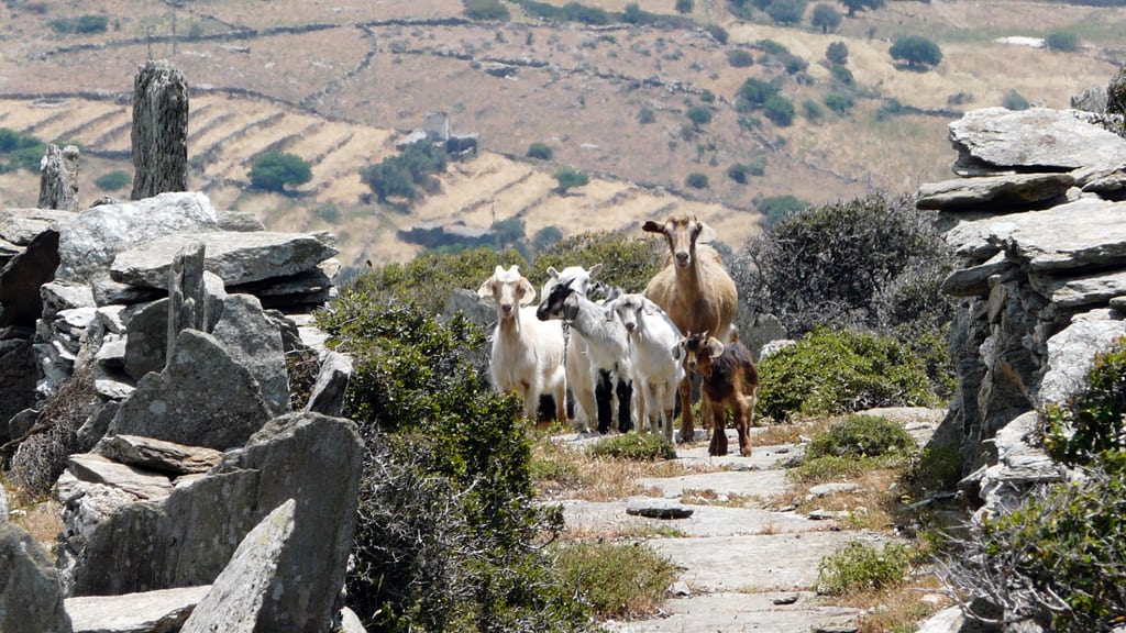 Best Routes for Hiking in Andros island, Greece 5 hiking andros greece