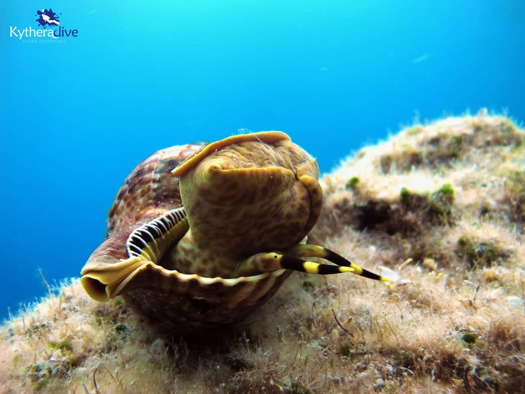 scuba diving kythera