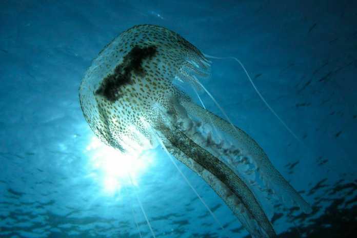 Scuba Diving Paros scuba diving paros