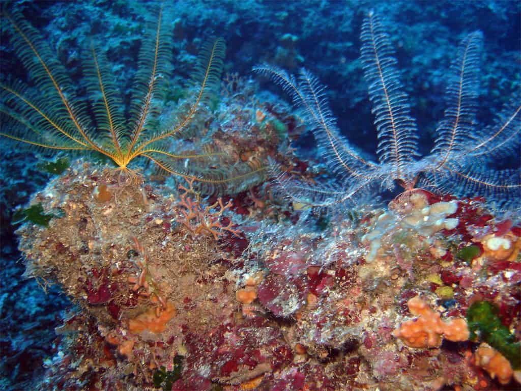Scuba Diving Lefkada Greece 4 Scuba Diving Lefkada Greece