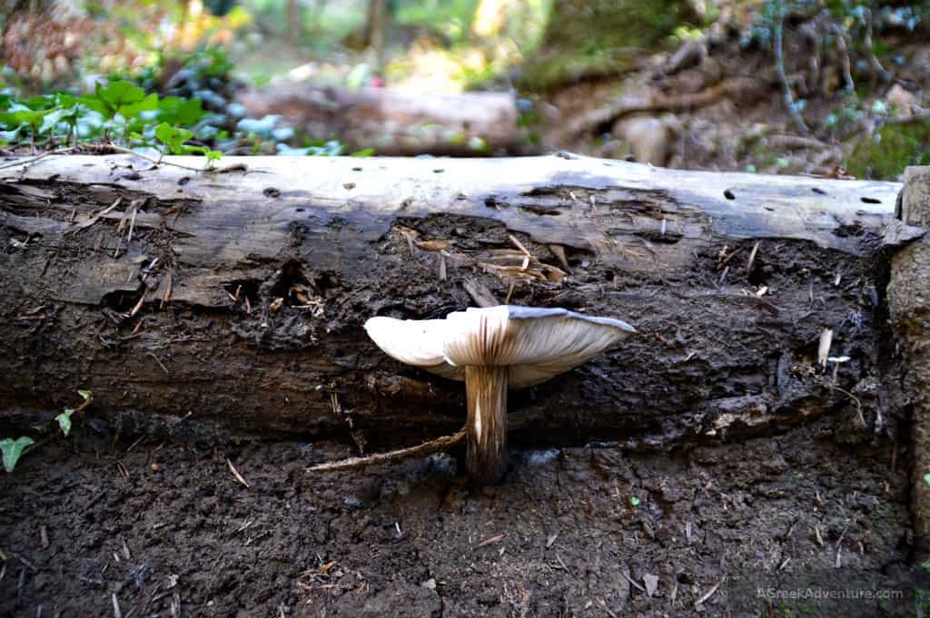 Mushrooms along the path