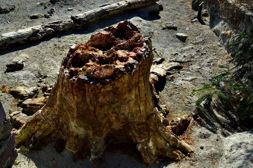 Ancient Petrified Forest of Lesvos and Natural History Museum
