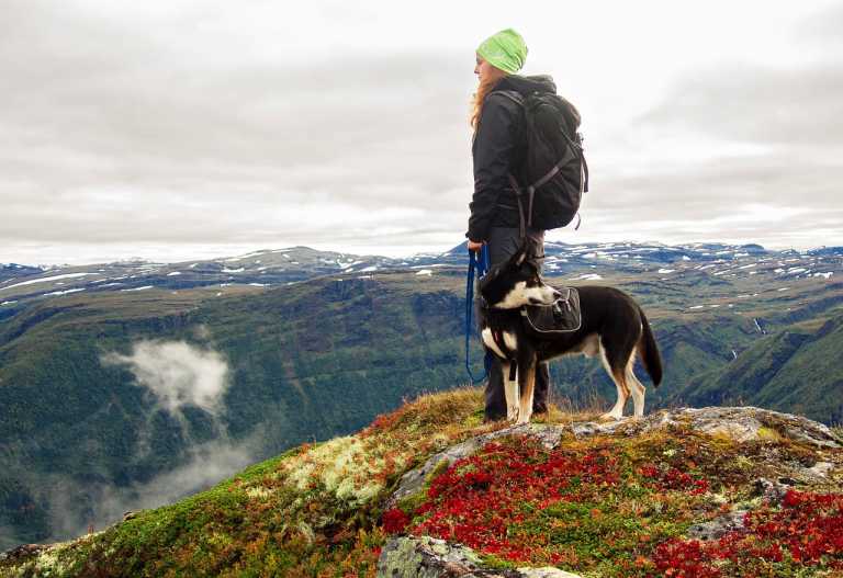 Hiking With Dogs Essential Guide