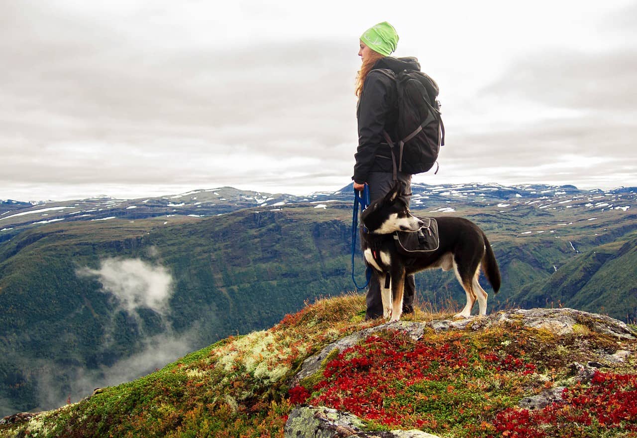 Best Hiking With Dogs Essential Guide for 2021 Mindful Travel Experiences