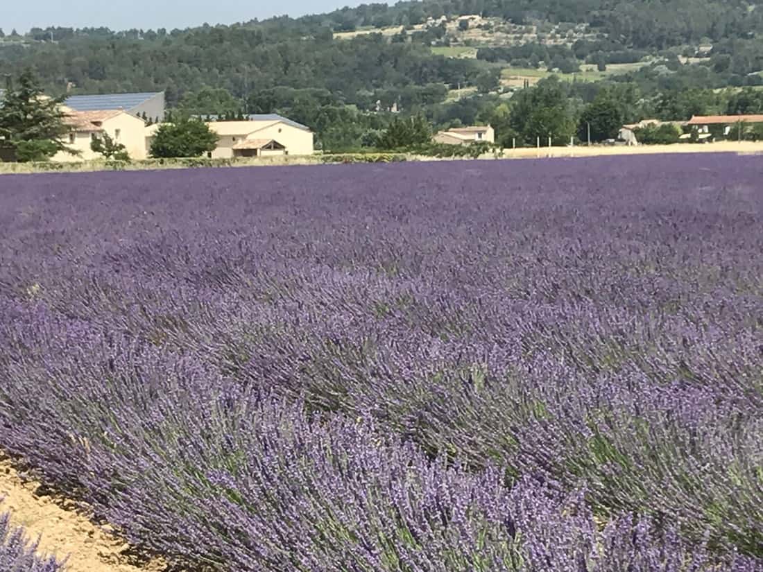 How to See the Provence Lavender Fields