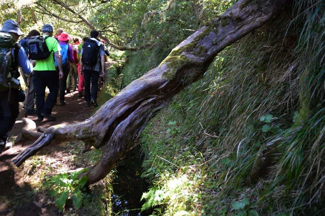 Levada Das 25 Fontes