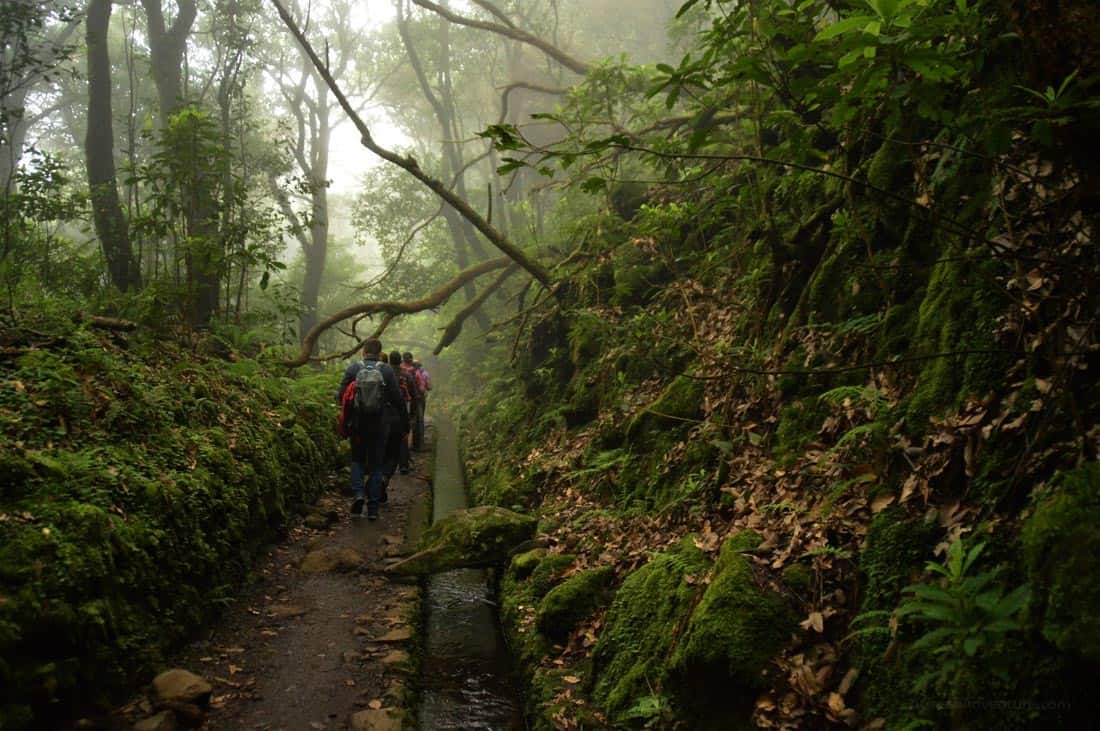 levadas madeira