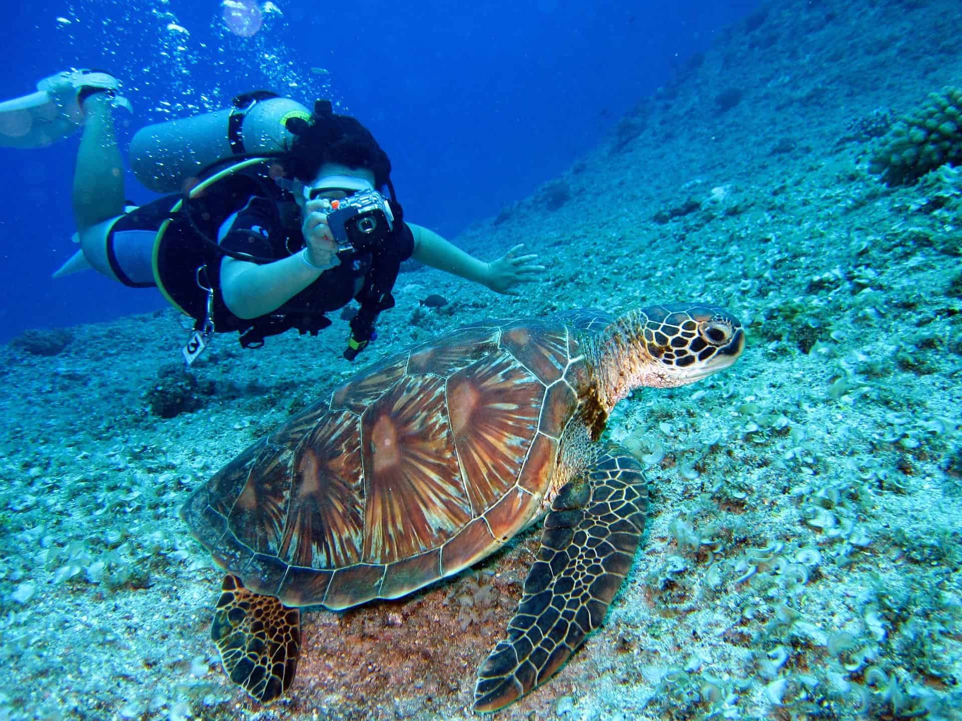 Aquatic Animal Coral Diver