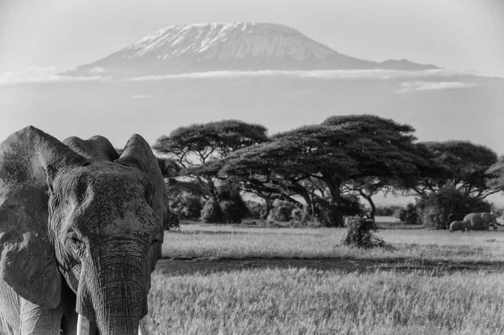 Climbing Kilimanjaro Guide To Unforgettable Hiking 2021 - Mindful ...