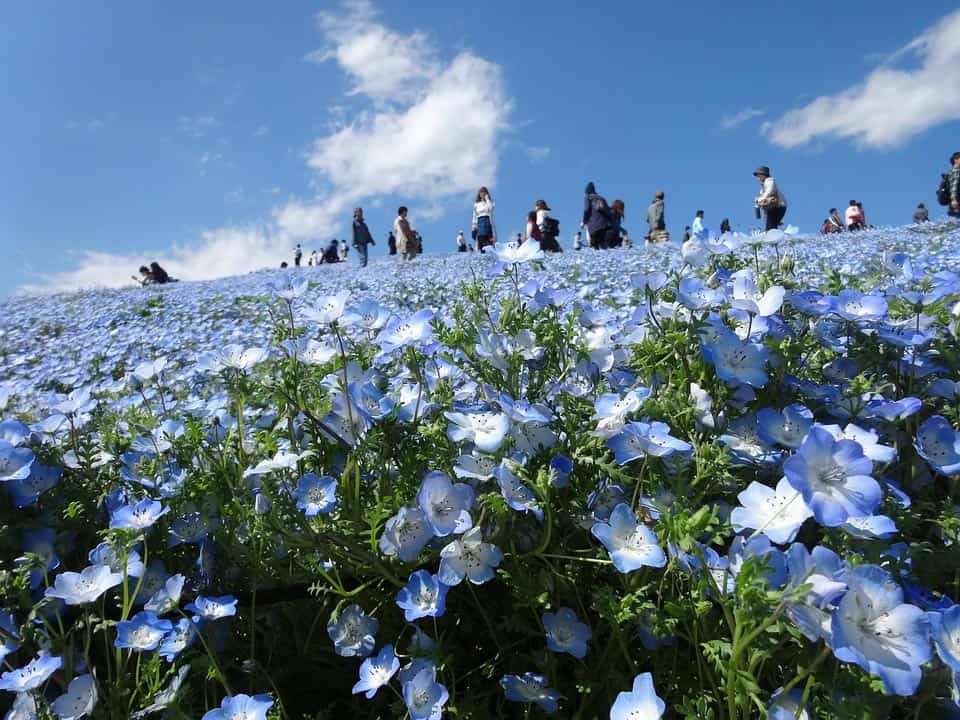 19 Best Places to Visit in Japan in Spring