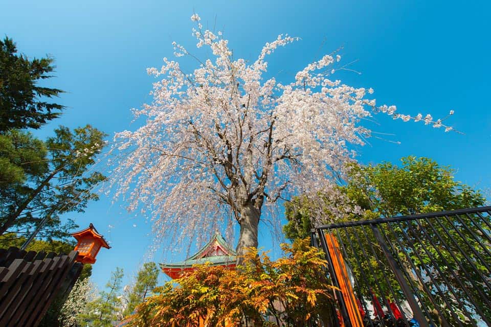 19 Best Places to Visit in Japan in Spring