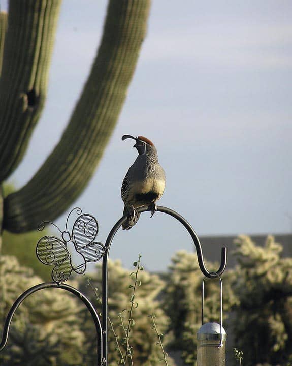 Tucson Arizona - Best Relaxing Destinations in USA gambels-quail-817302_960_720