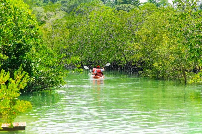Best Ideas for Kayaking Florida Keys