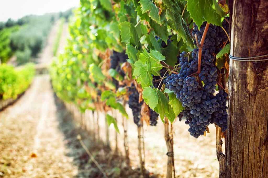 Best Wine Tours In The USA