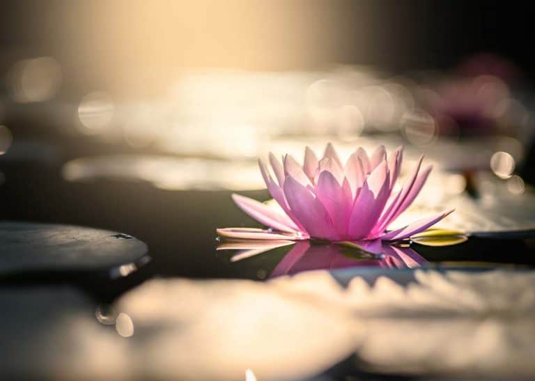 Zazen Sesshin Meditation Best Valuable Lessons