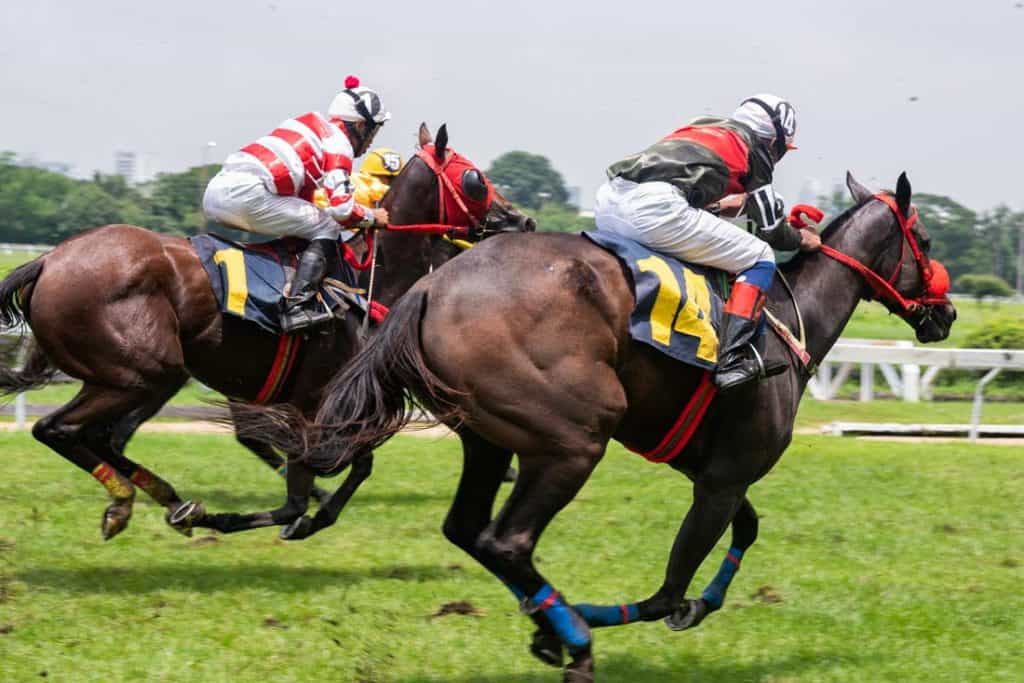 Cheltenham Horse Racing Festival  for Female Sports Fans