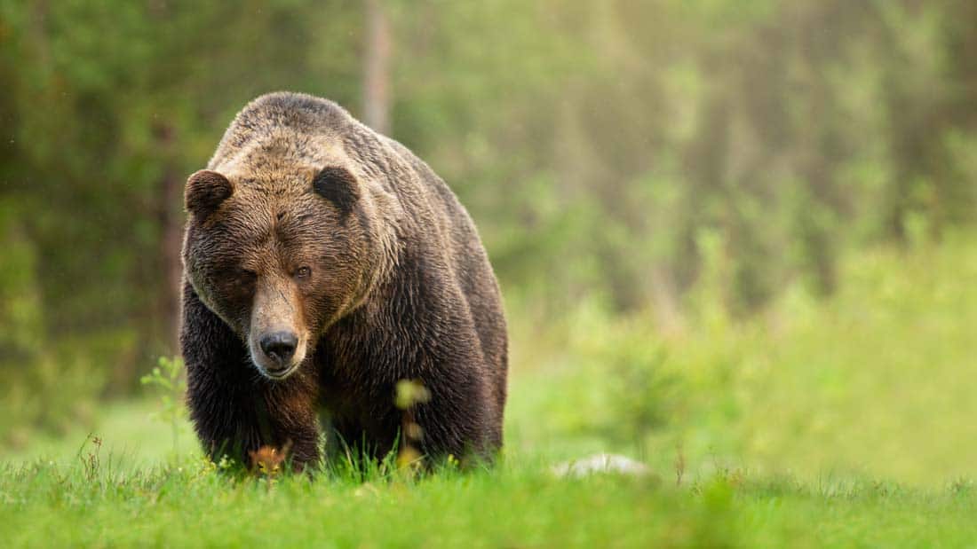 Bear Spray Guide - Does Bear Spray for Hiking Work? - Mindful Travel ...