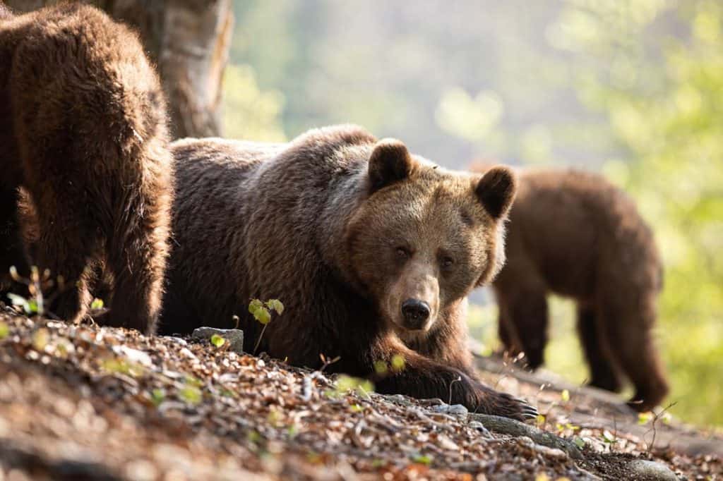 bear with cubs