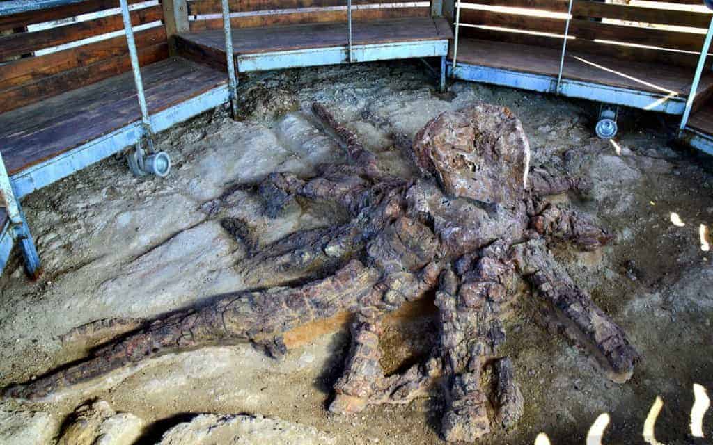 Best Things To Do in Lesvos Greece 2021 54 Ancient Petrified Forest of Lesvos and Natural History Museum