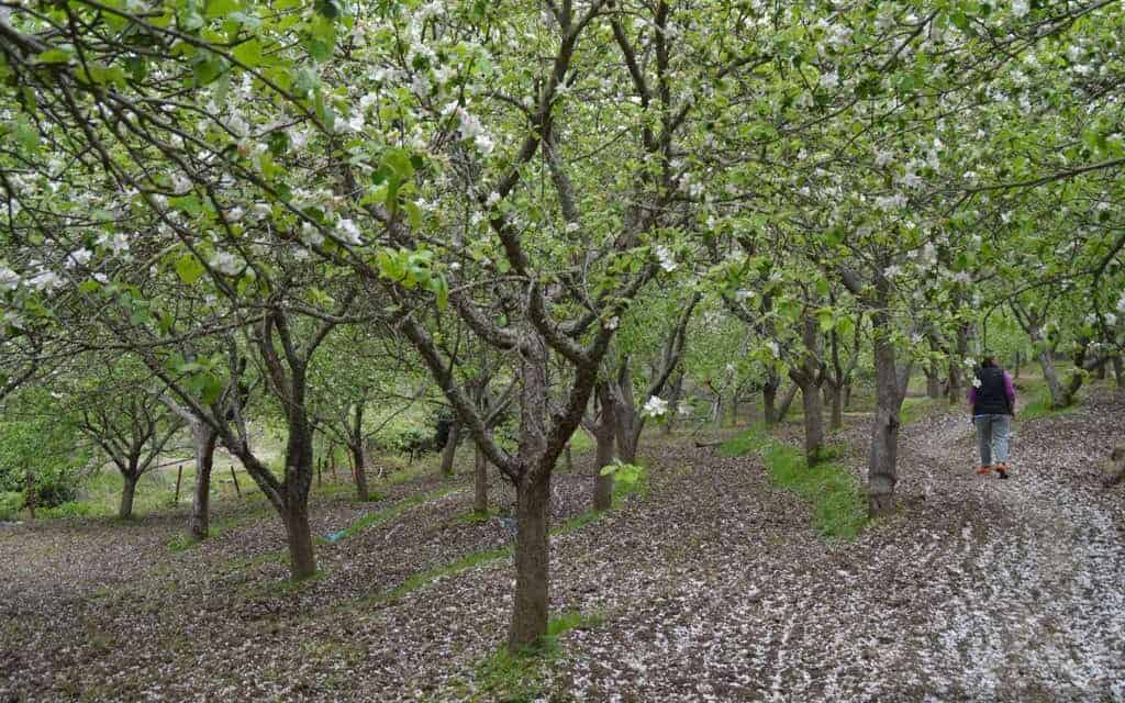 Best Things To Do in Lesvos Greece 2021 28 Hiking through the Chestnut Forest of Agiassos, Lesvos