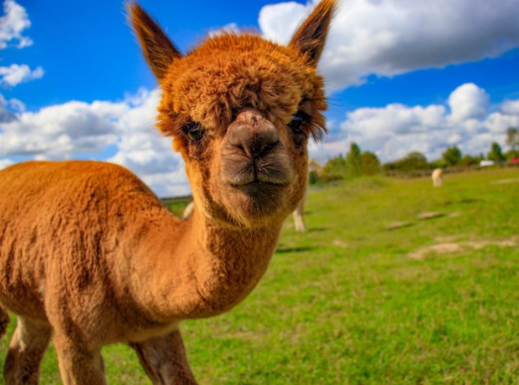 An inquisitive alpaca posing for a photo